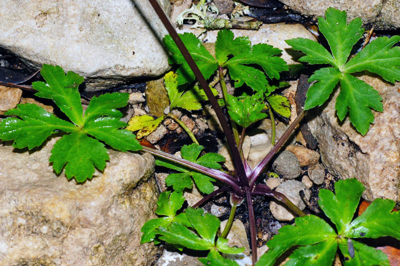 Sanicula europaea / Erba fragolina